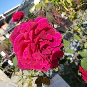 Meet your Posher, Verenice